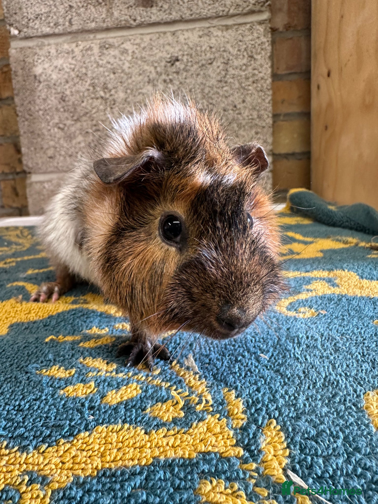 Guinea Pig rodents Female and Male guinea pigs for sale  - Advert 2