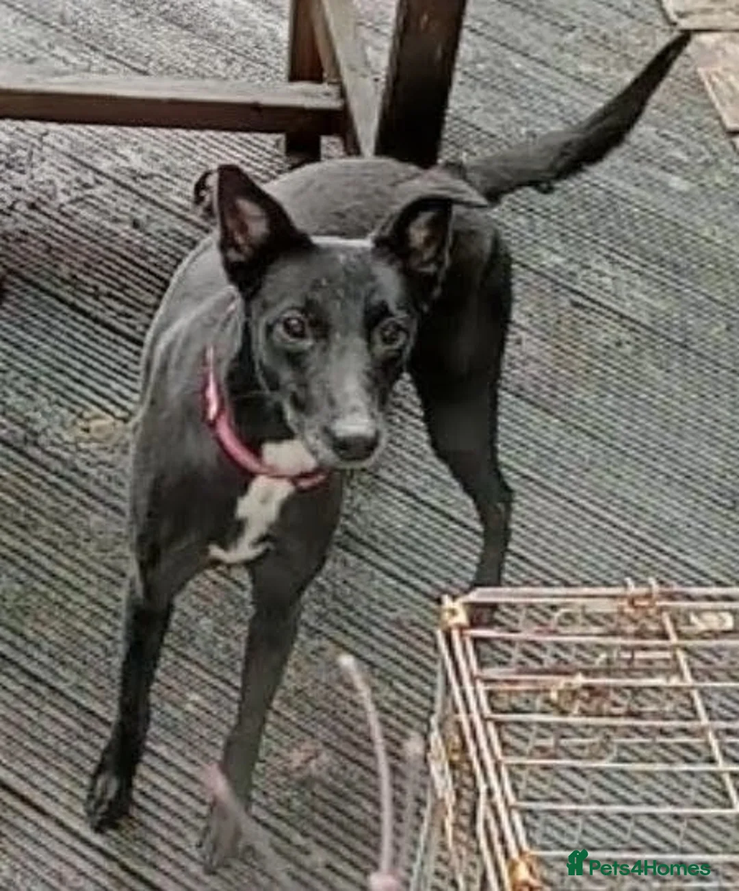 Mixed Breed dogs for sale: Luna - Whippador (new pictures & info on request) - Advert 2