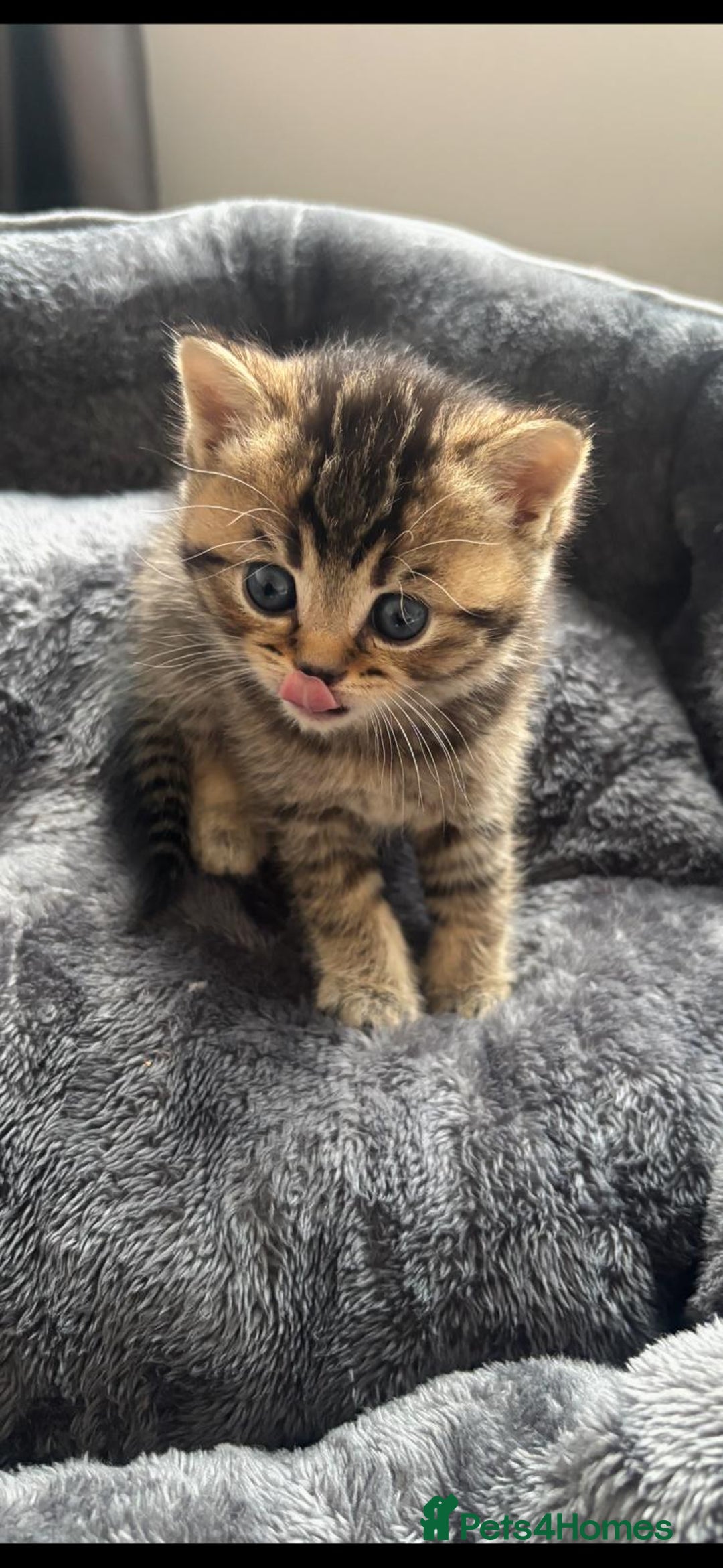 British Shorthair cats for sale: 4 British shorthair kittens available  - Advert 6