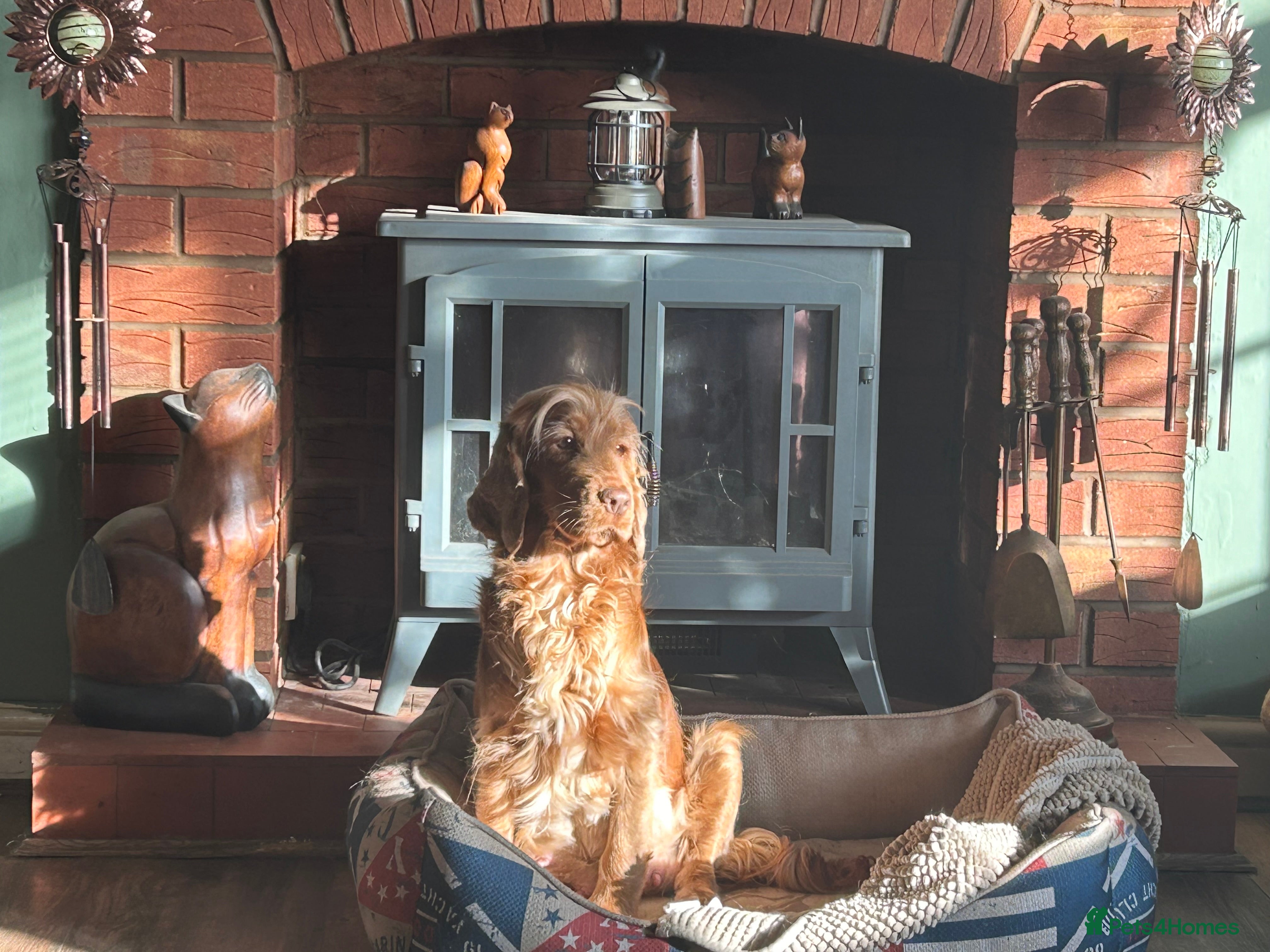 Cocker Spaniel dogs Kc registered cocker spaniel puppies (show Line)  - Advert 1