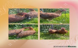 Chickens poultry for sale: Welsummer Bantams - Image 1