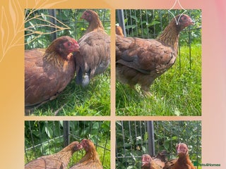 Chickens poultry - Advert 3