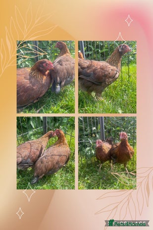 Chickens poultry - Advert 4