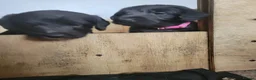 Mixed Breed dogs for sale: Bedlington whippet puppies  in Chulmleigh - Advert 4