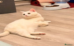 Turkish Angora cats for sale: Meet Niko  White Turkish Angora Very Affectionate  - Image 7