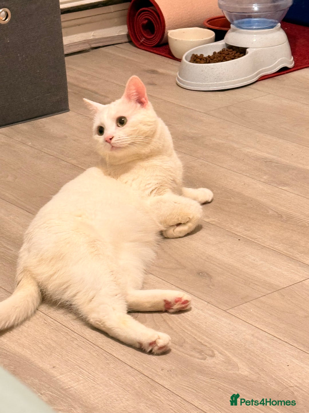 Turkish Angora cats for sale: Meet Niko  White Turkish Angora Very Affectionate  - Image 7