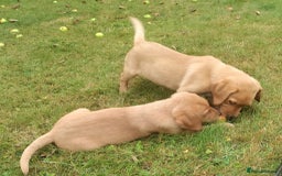 Labrador Retriever dogs for sale: Labrador pups for sale ready now!! - Image 13