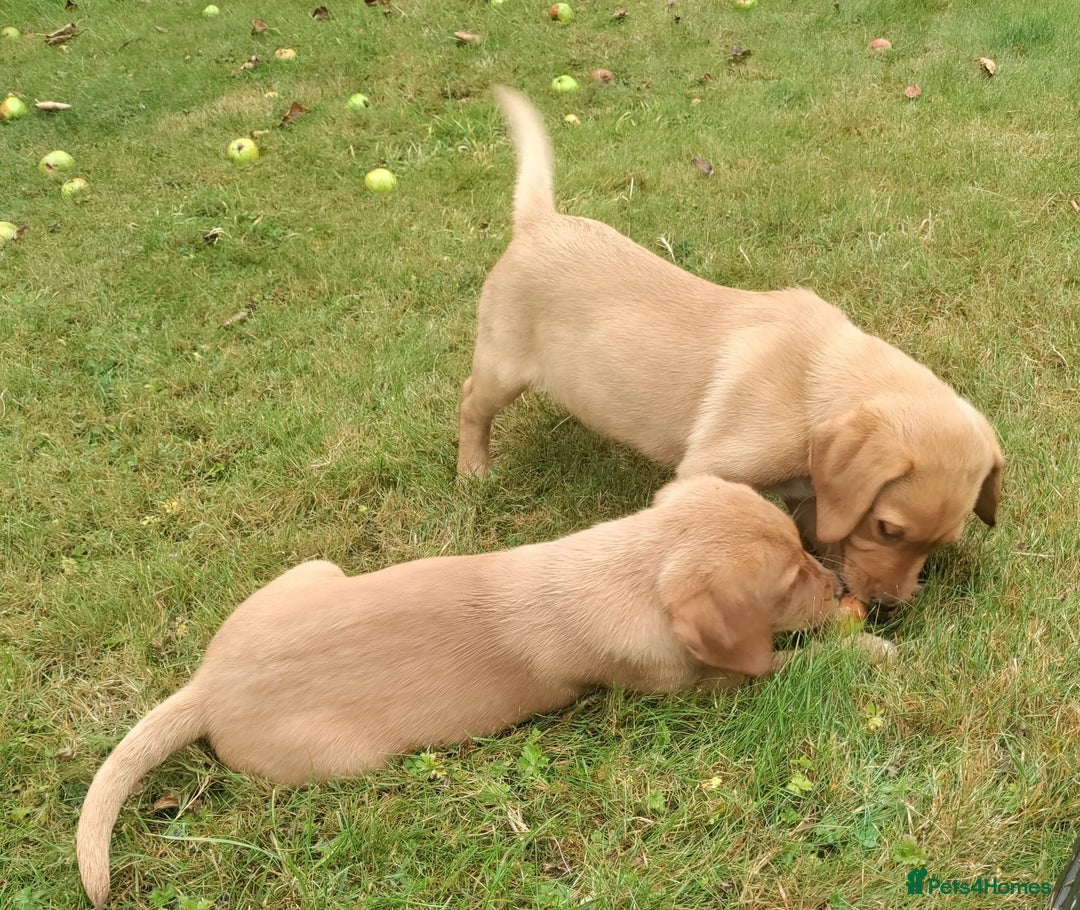 Labrador Retriever dogs for sale: Labrador pups for sale ready now!! - Image 13
