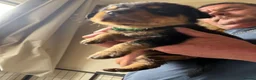 Rottweiler dogs for sale: READY NOW‼️PEDIGREE ROTTIES💕💛 3 BOYS x  - Advert 33