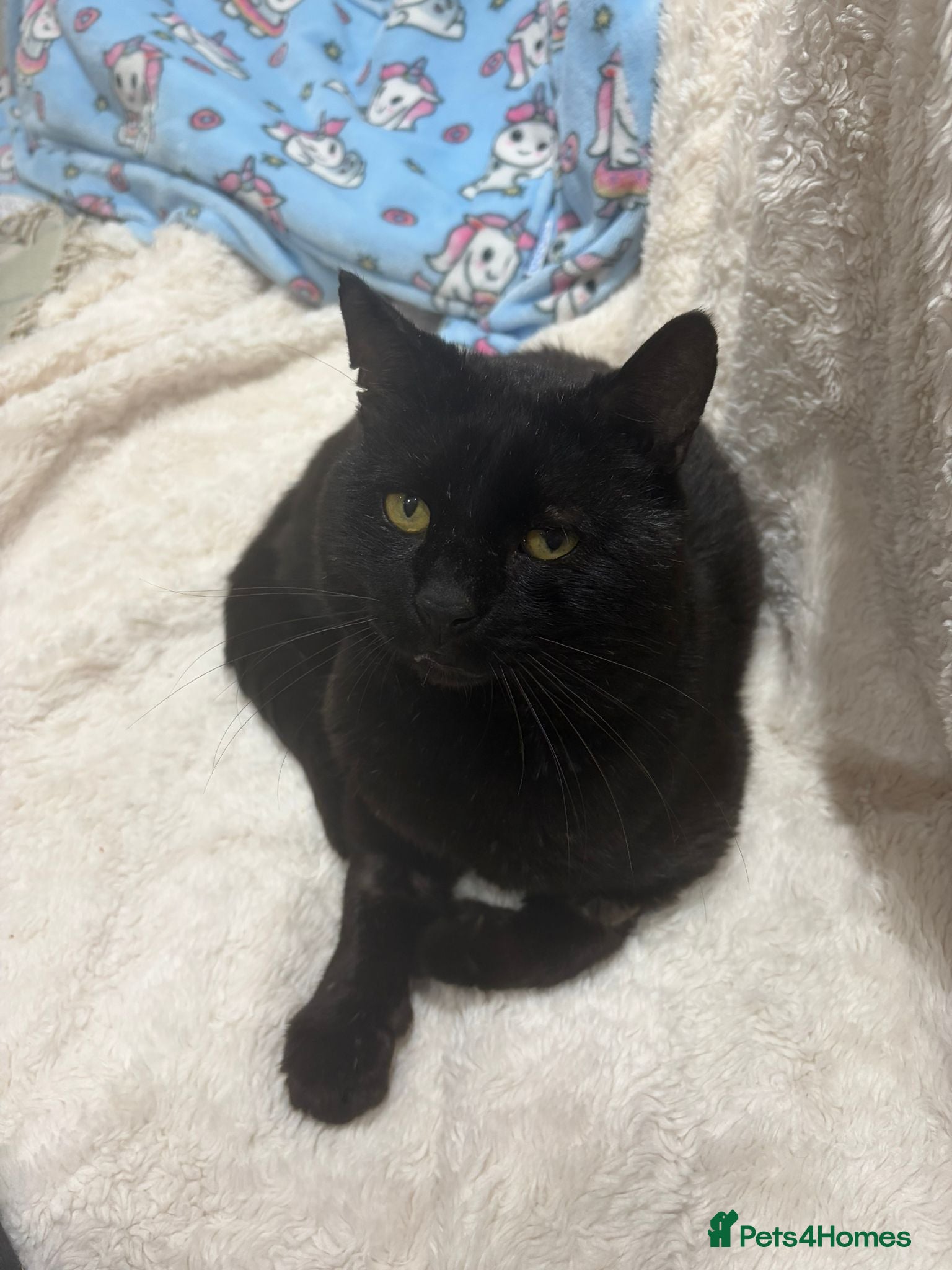 Domestic Shorthair cats Simon, indoor home with large catio or cat garden - Advert 1