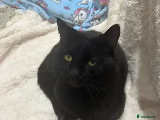 Domestic Shorthair cats Simon, indoor home with large catio or cat garden - Advert 13