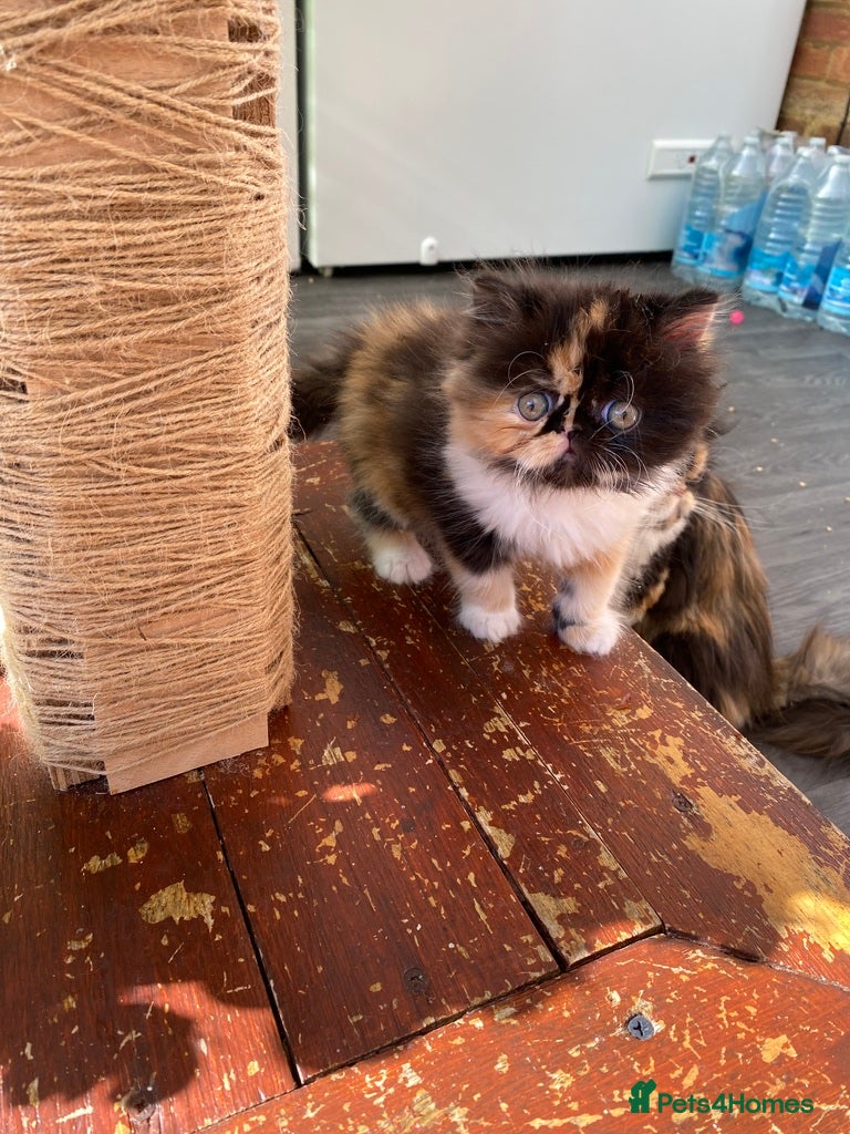 Persian cats Our beautiful litter of 3 Persian x  kittens - Advert 21