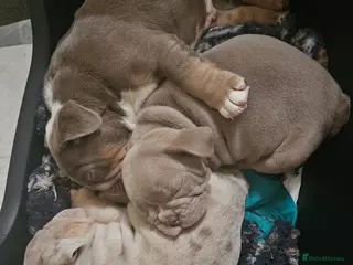 English Bulldog dogs ‼️🚨SALE🚨ENGLISH BULLDOG AMERICAN BLOODLINE‼️ - Advert 19
