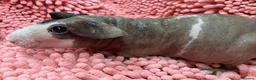 Guinea Pig rodents for sale: Female Skinny pigs in Swindon - Advert 4