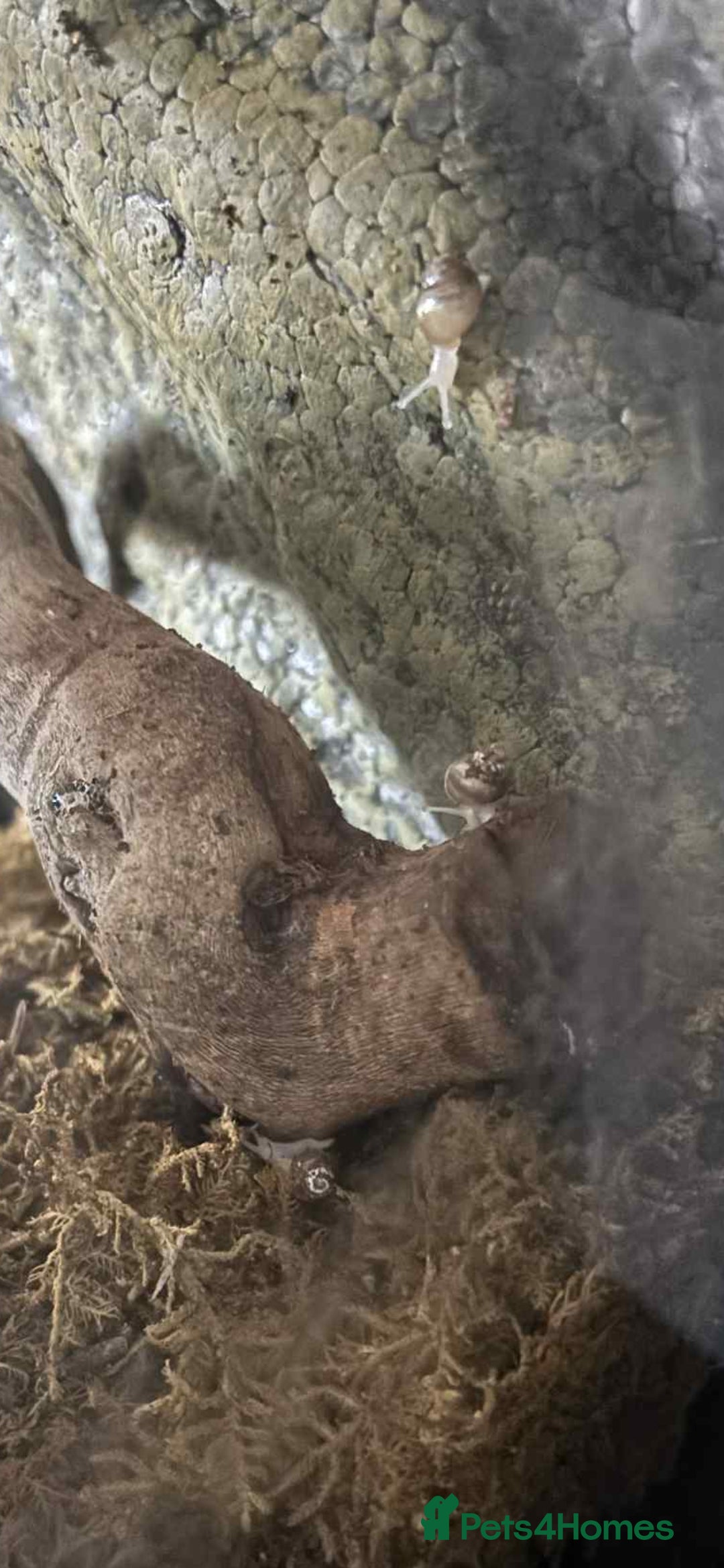 Snails invertebrates Baby african snail - Advert 2