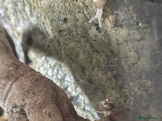 Snails invertebrates Baby african snail - Advert 2