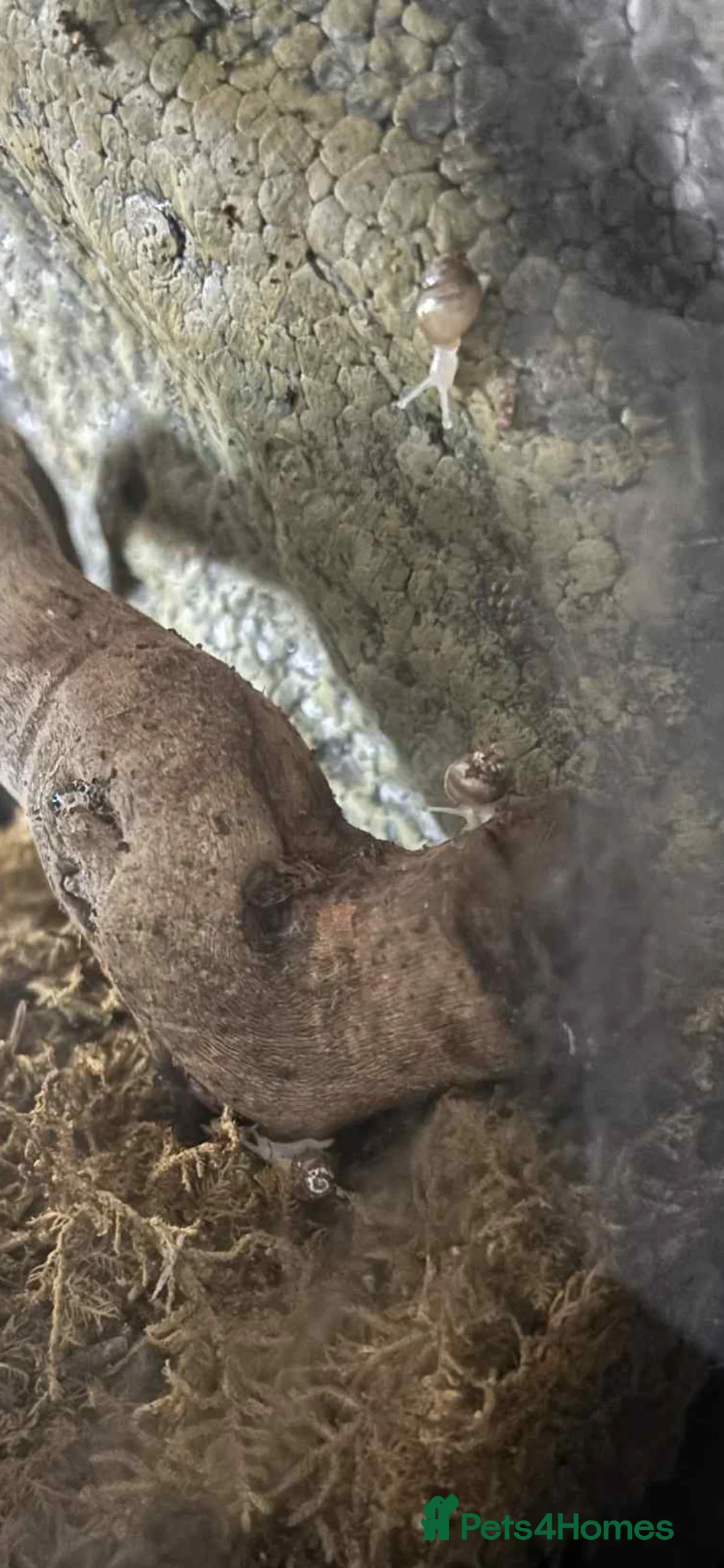 Snails invertebrates for sale: Baby african snail - Advert 1