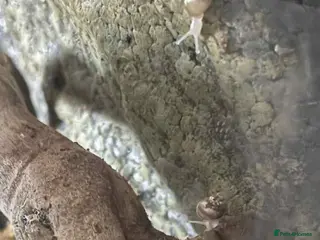 Snails invertebrates Baby african snail - Advert 21