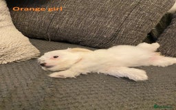 Maltese dogs for sale:  Adorable Maltese Puppies - Image 13