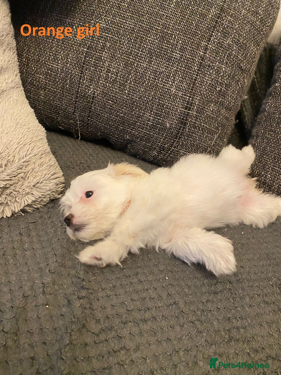 Maltese dogs for sale:  Adorable Maltese Puppies - Image 13