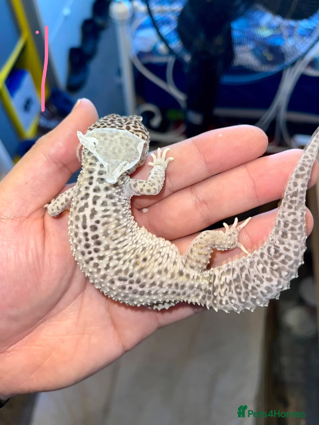 Leopard Gecko reptiles for sale: Leopard geckos  in Witham - Advert 1