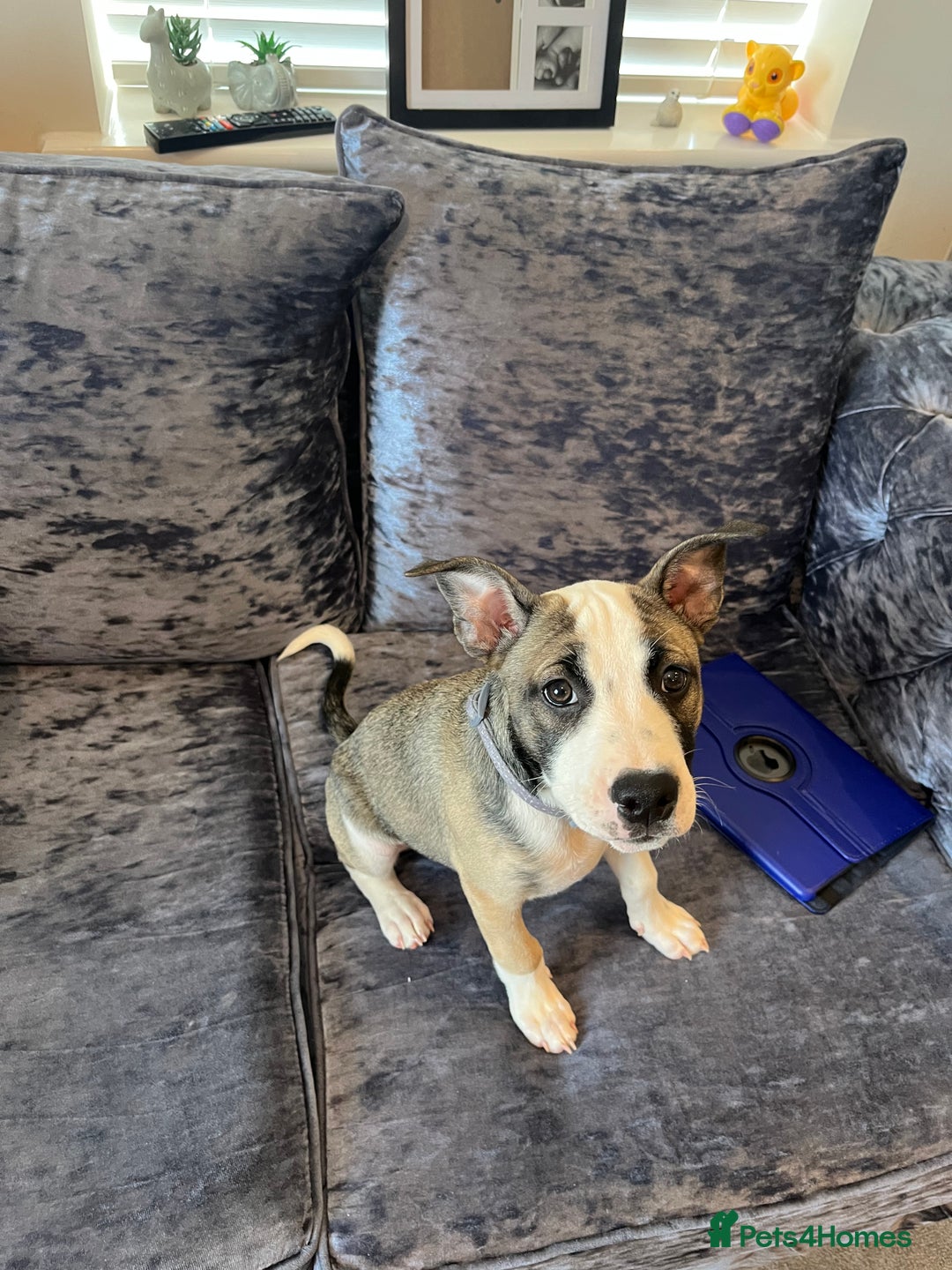 Mixed Breed dogs for sale: Puppy for sale  - Image 8