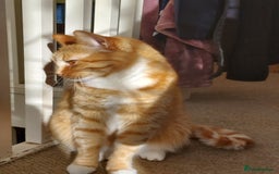 Turkish Van cats for sale: Domestic shorthair x Turkish Van ginger female - Image 5