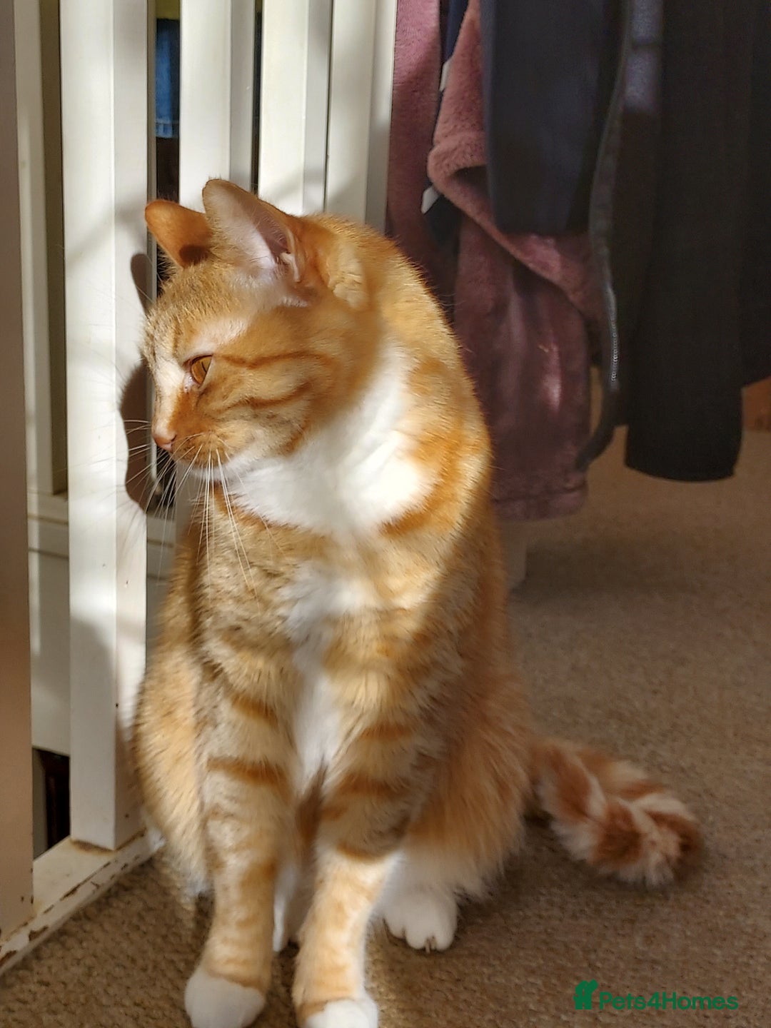 Turkish Van cats for sale: Domestic shorthair x Turkish Van ginger female - Image 5