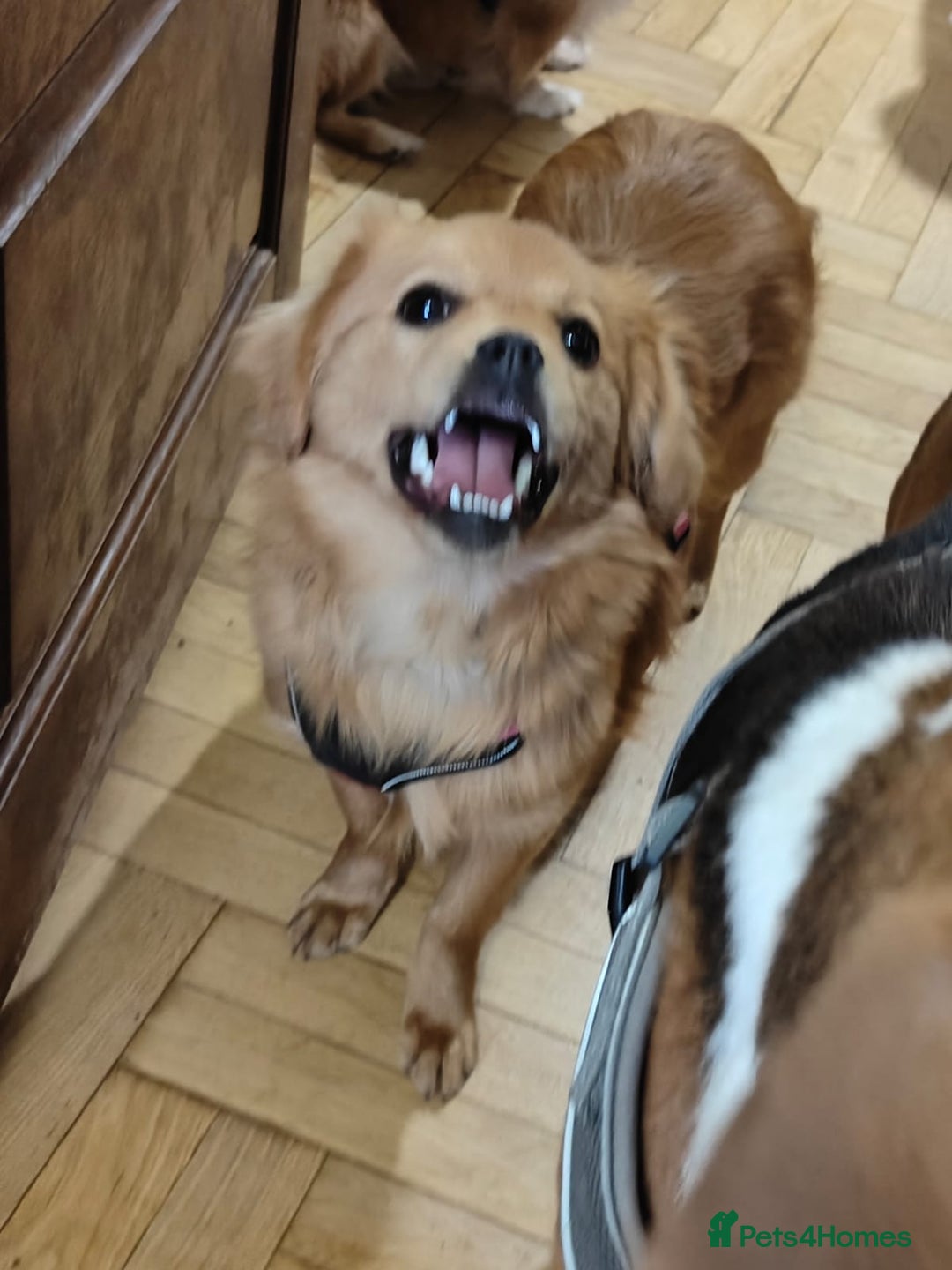 Mixed Breed dogs for adoption: 💖🐶 SILVIA 🐶💖 - Advert 20