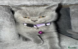 British Shorthair cats for sale: Stunning litter of bsh  - Advert 15
