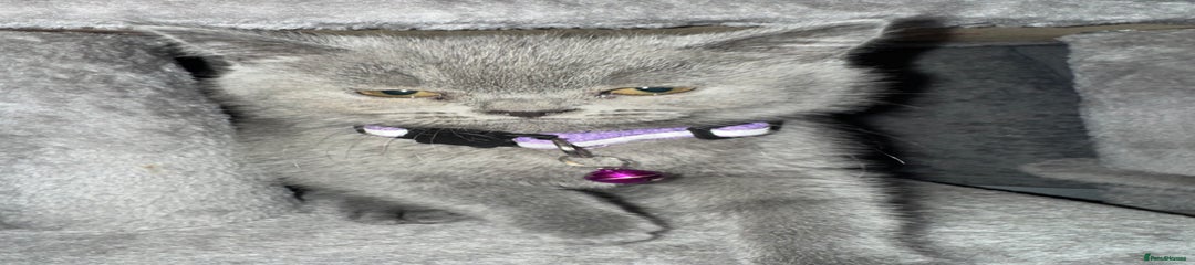 British Shorthair Kitten 3