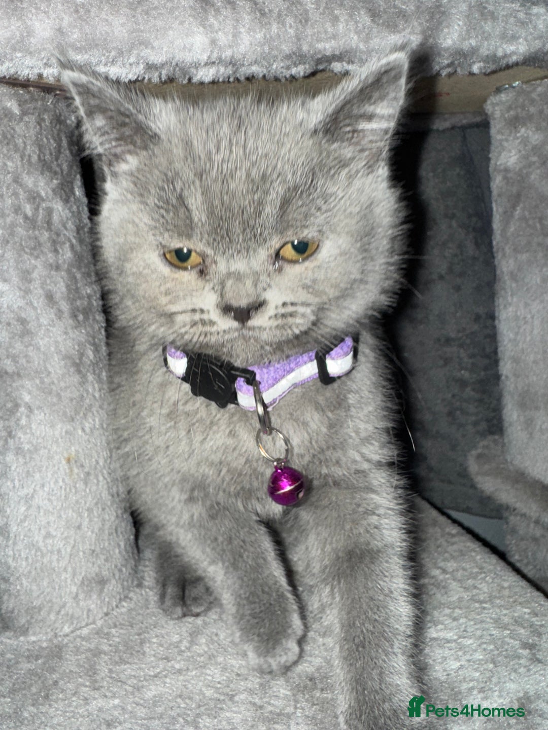 British Shorthair cats for sale: Stunning litter of bsh  - Advert 15
