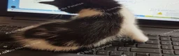 Mixed Breed cats for sale: Sweet 3‑month boy kitten – ready for her new home. - Advert 8
