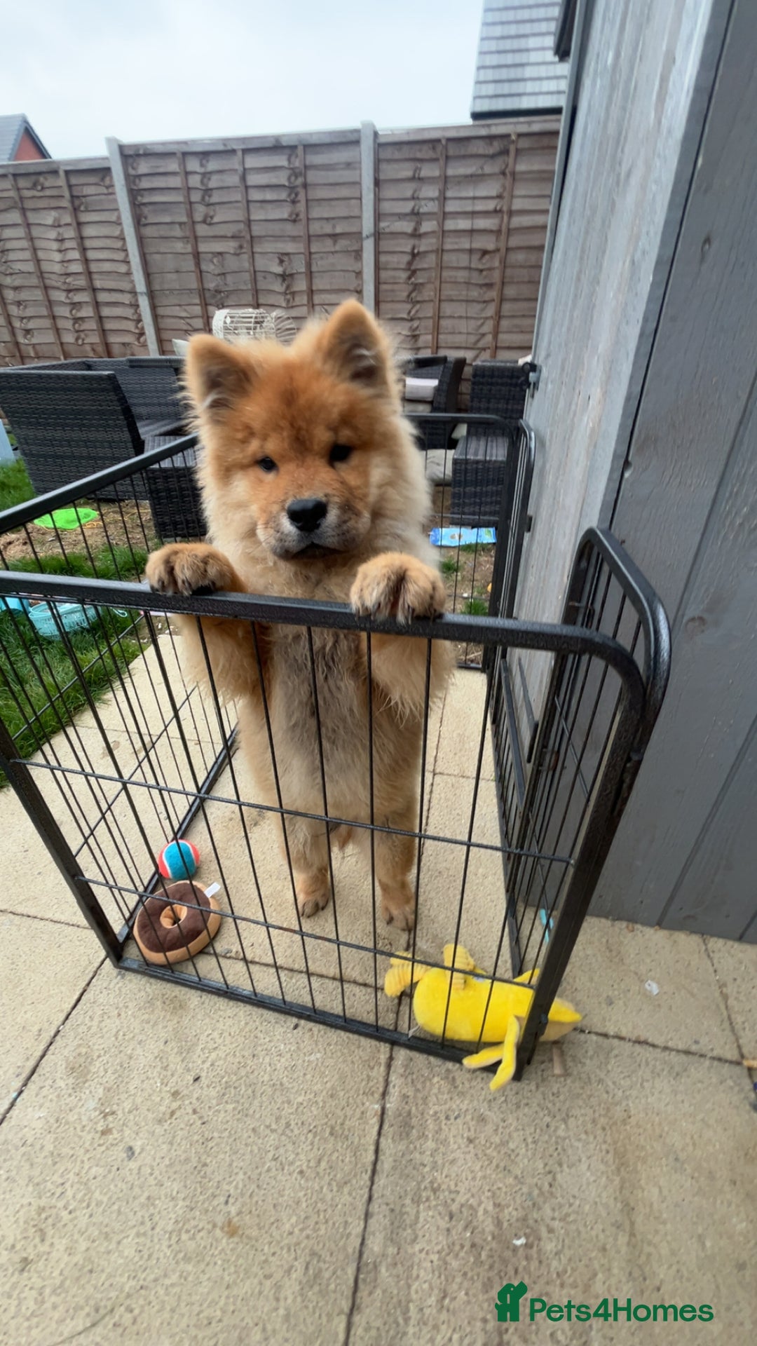 Chow Chow dogs for sale: 5 month chow chow puppy Koba  - Advert 6