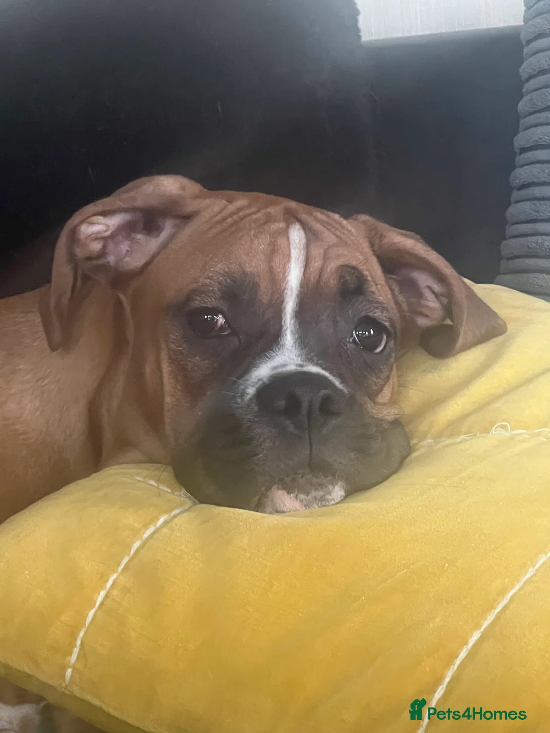 Boxer dogs for sale: Last 1 adorable boxer puppy available  - Advert 5