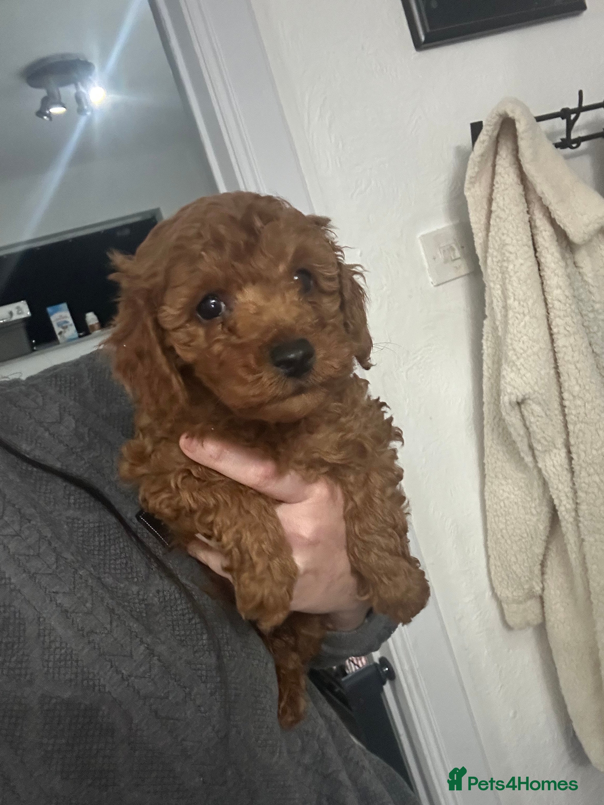 Toy Poodle dogs Tiny red toy poodles, kc dna health clear parents  - Advert 4