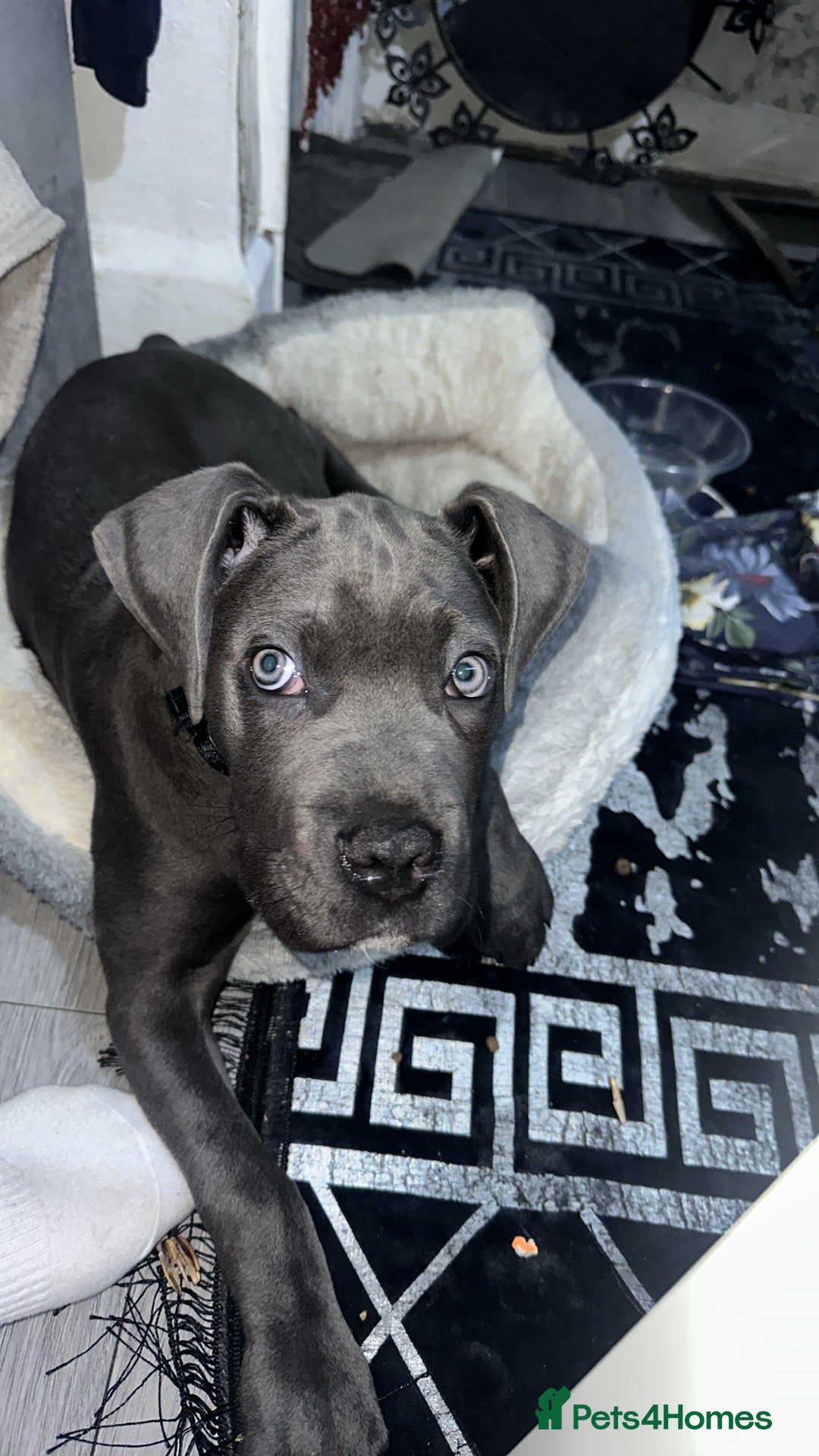 Cane Corso dogs For sale cane corsa - Advert 4