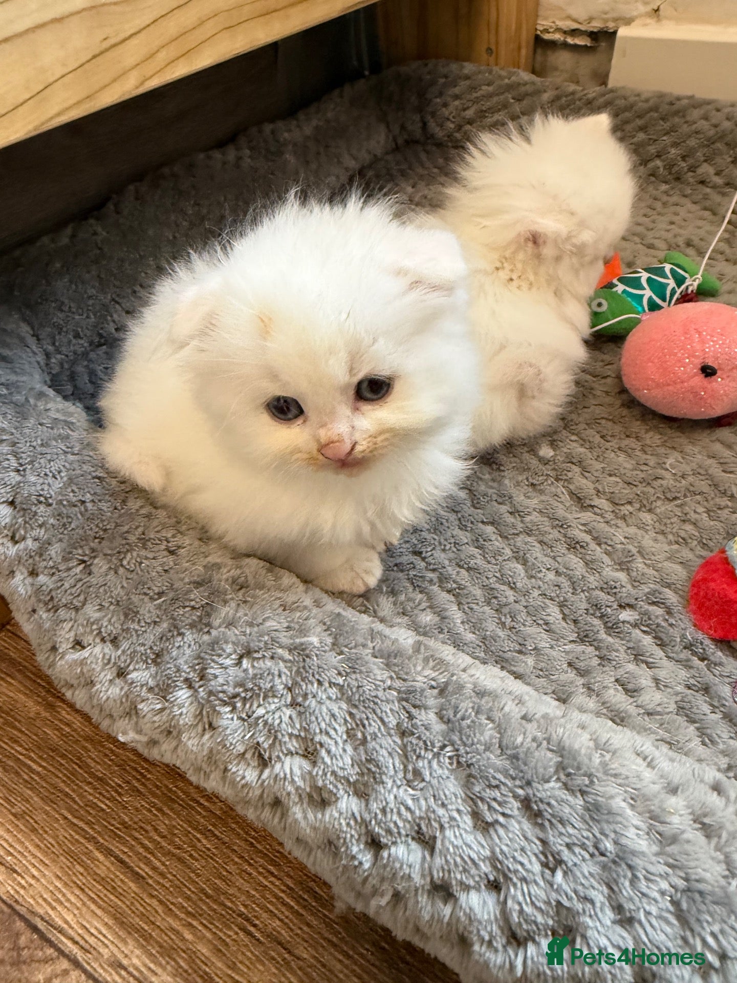 Scottish Fold cats Gorgeous Scottish Fold & Straight Kittens  - Advert 2