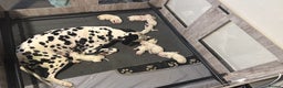 Dalmatian dogs for sale: KC Registered Dalmatian pups! - Advert 3