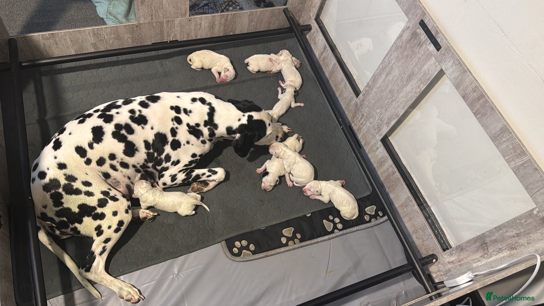 Dalmatian dogs for sale: KC Registered Dalmatian pups! - Advert 3