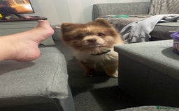 Pomeranian dogs for sale: Stunning chocolate Merle Pomeranian  - Image 8