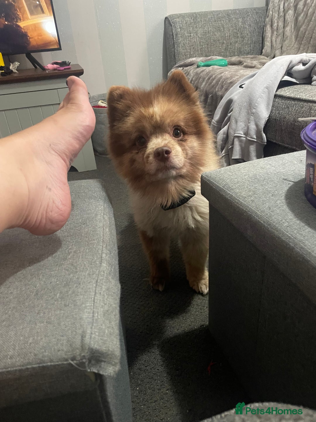 Pomeranian dogs for sale: Stunning chocolate Merle Pomeranian  - Image 8