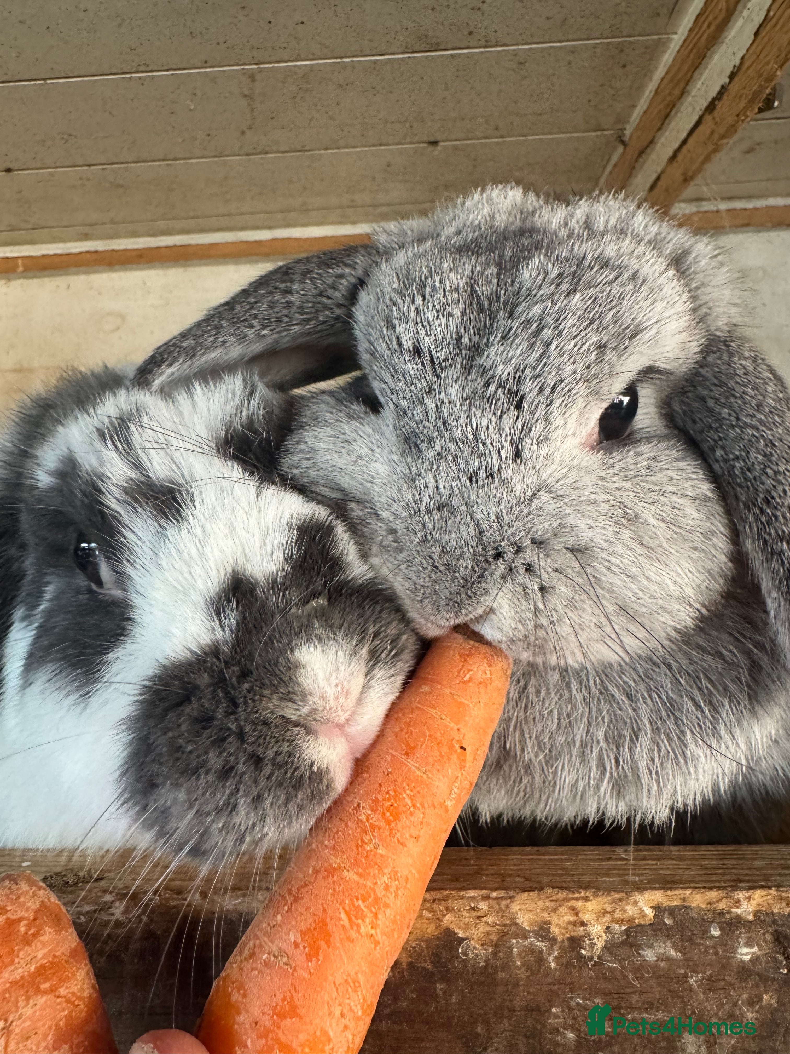 Netherland Dwarf rabbits Various rabbits, different breeds for sale!  - Advert 12