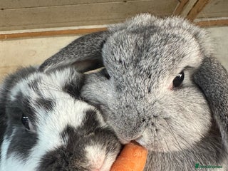 Netherland Dwarf rabbits Various rabbits, different breeds for sale! - Advert 12