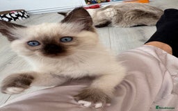 Ragdoll cats for sale: Ragdoll kittens  - Image 10
