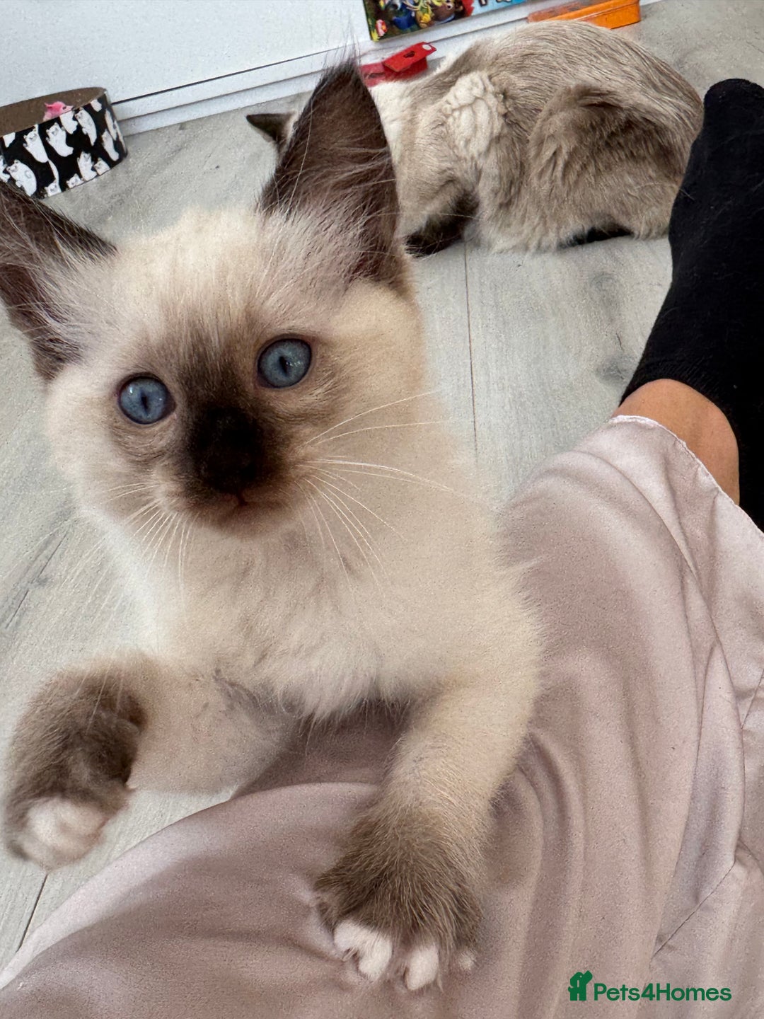 Ragdoll cats for sale: Ragdoll kittens  - Image 10