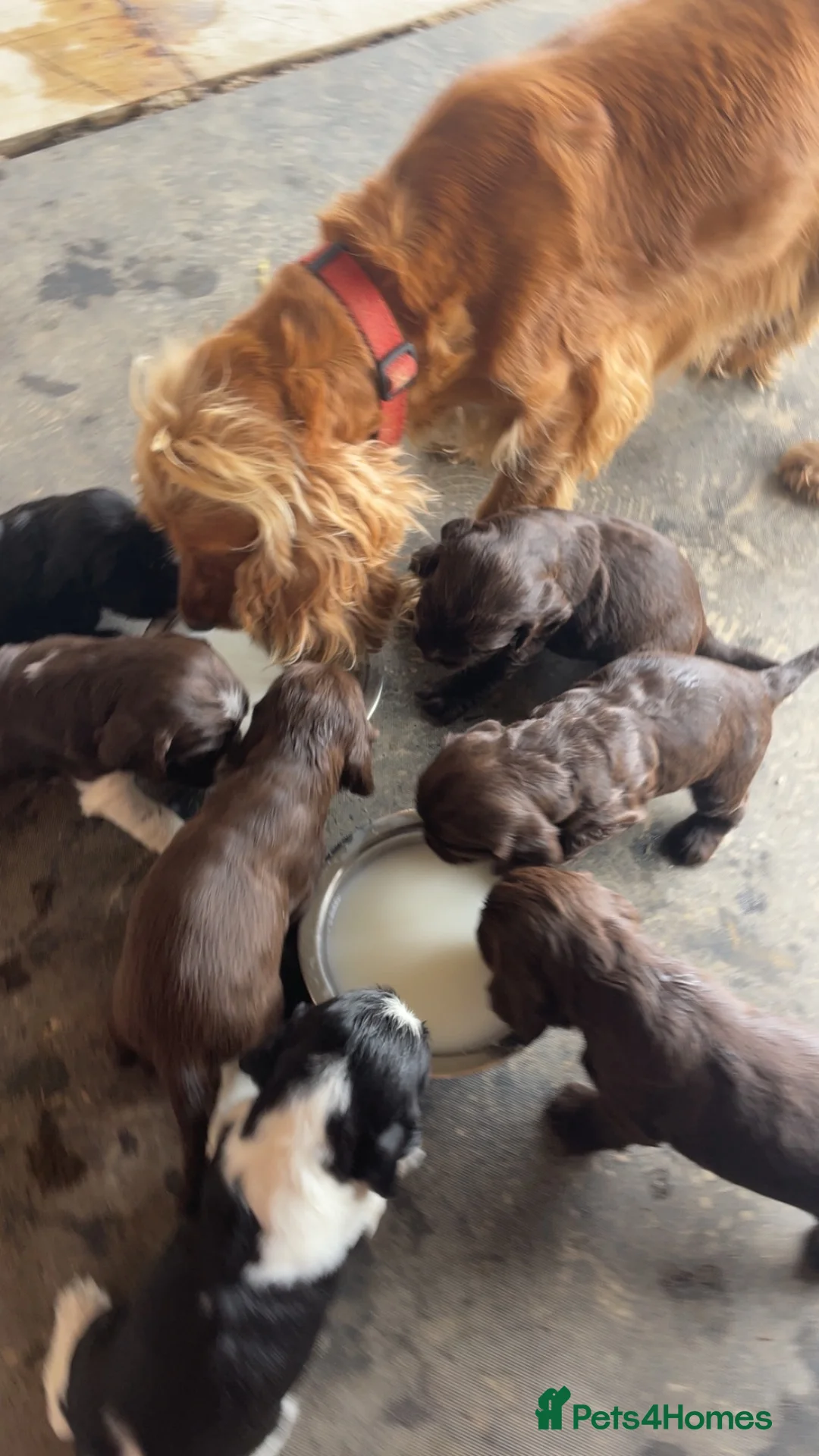 Cocker Spaniel dogs for sale: Beautiful cockerspaniel puppies  - Advert 1