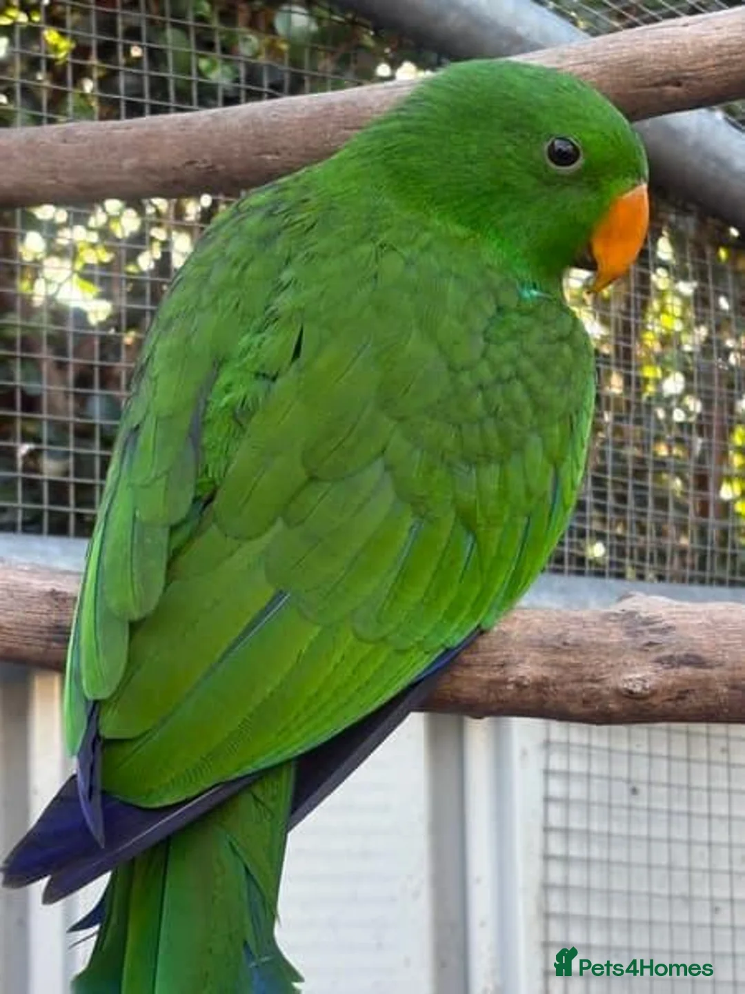 Parrots birds for sale:  Female Eclectus Parrot  - Advert 2