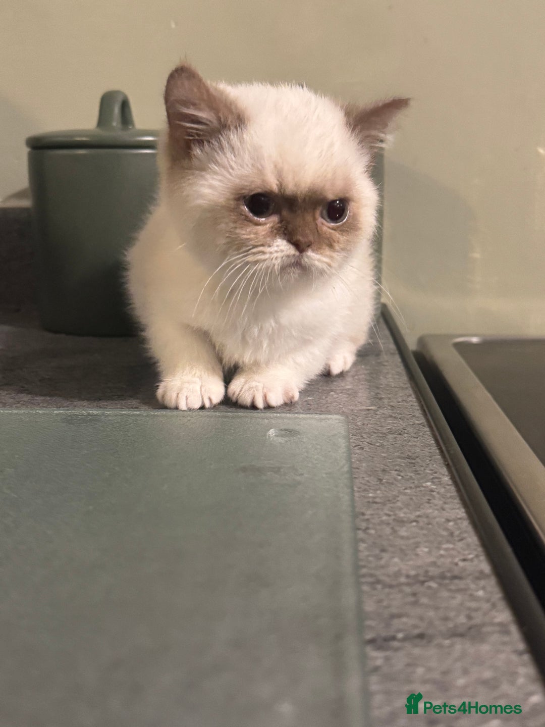 British Shorthair cats for sale: Cinnamon bi colour colourpoint  - Advert 5