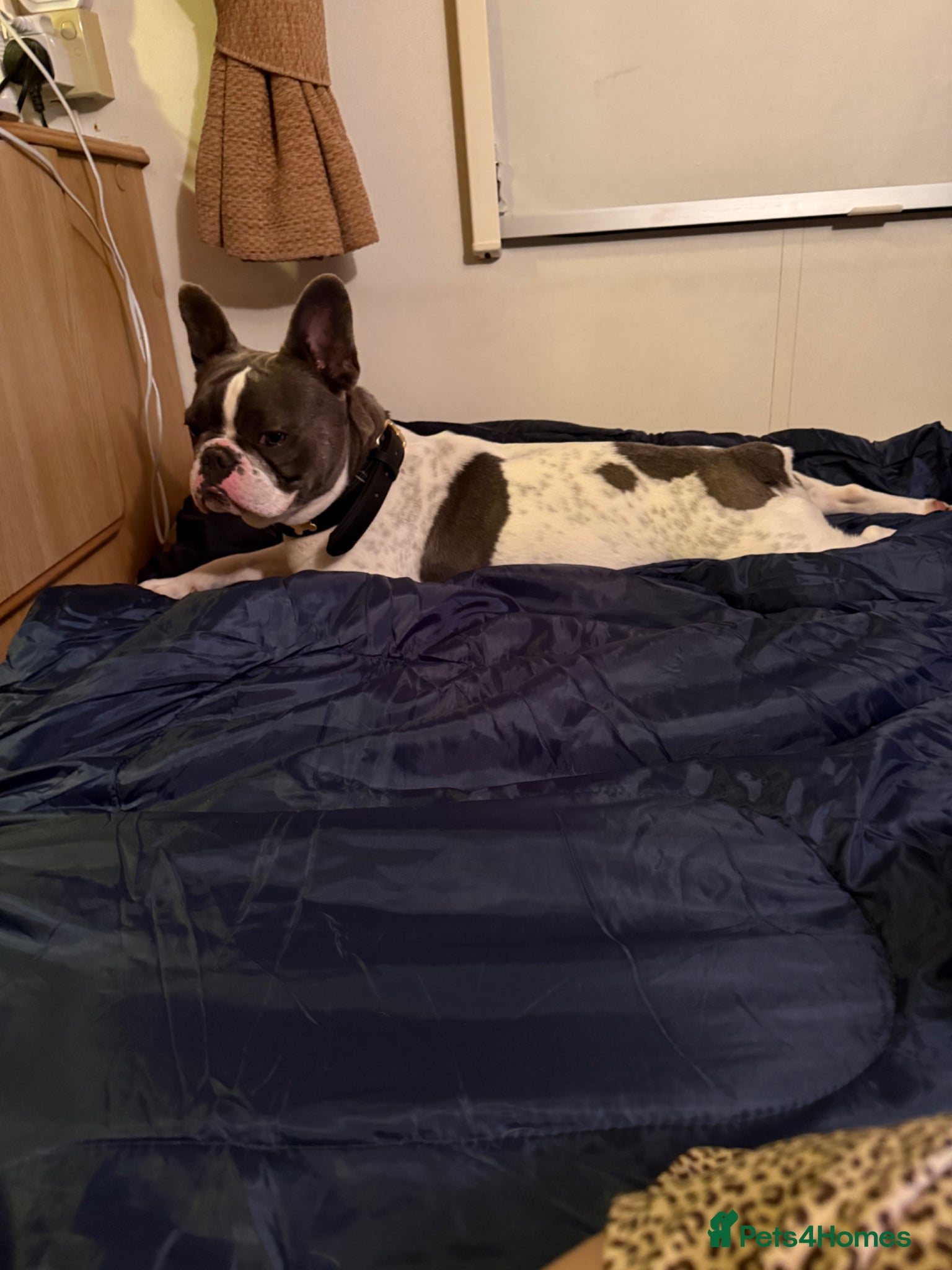 French Bulldog dogs for adoption: Darcy in Ellesmere Port - Advert 2